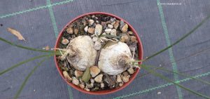 Ornithogalum juncifolium