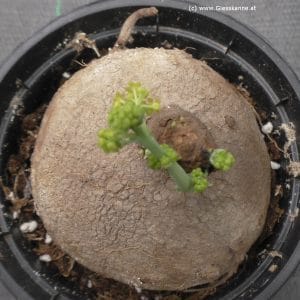 Stephania erecta männliche Pflanze