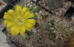 Kaktus Blüte