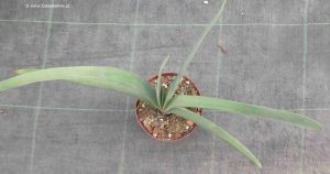 Aloe plicatilis jung