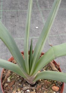 Aloe plicatilis Blätter Jungpflanze