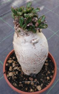 Euphorbia stellata Kaudex