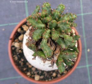 Euphorbia stellata von oben
