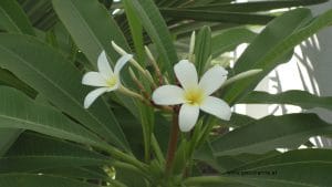 Plumeria obtusa Blüte