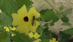 Schwarzäugige Susanne - Blüte mit Wespe