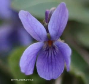 Veilchen - Viola Blüte
