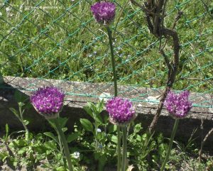 Zierlauch Blüten Anfang Mai