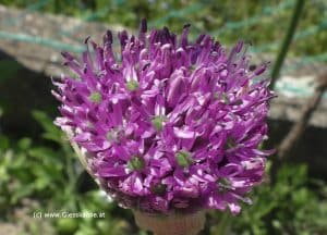 Junge Blüte Sternkugellauch