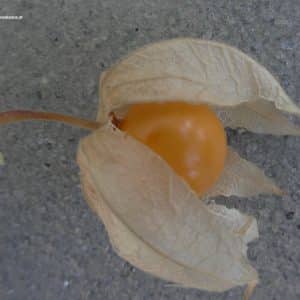 Physalis Frucht im September