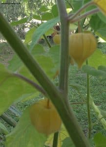 Physalis knapp vor Reife im September