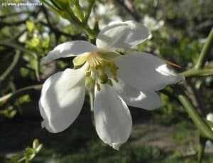 Poncitrus trifoliata Blüte im April
