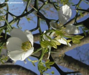 Poncitrus trifoliata Blüten im April