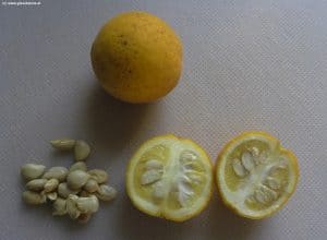 Poncitrus trifoliata Frucht und Kerne im Oktober