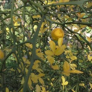 Poncitrus trifoliata Früchte und Laub im Oktober
