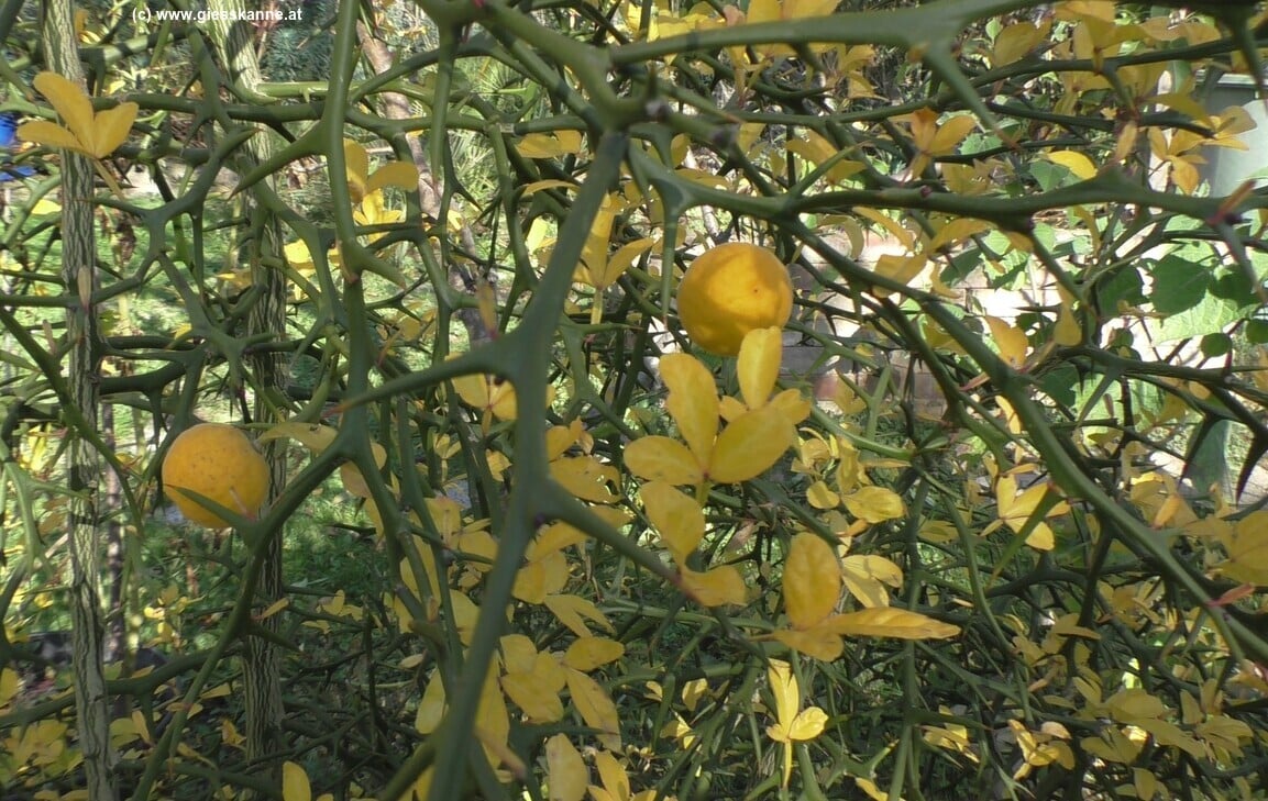 Poncitrus trifoliata Früchte und Laub im Oktober