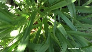 Blätter Schmucklilie