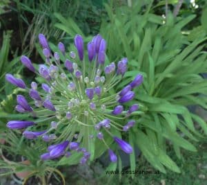 Schmucklilie vor Blüte im Juni