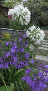 Schmucklilien violett und weiß
