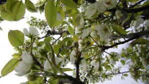 Blüten Birnenbaum