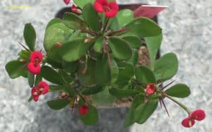 Euphorbia milii - Christusdorn