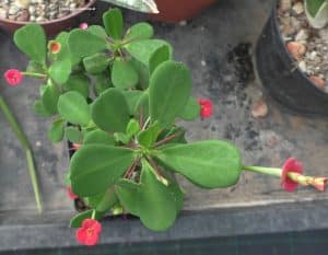 Euphorbia milii mit Blüten
