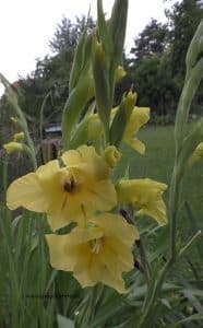 Gladiolen Blüte Gelb