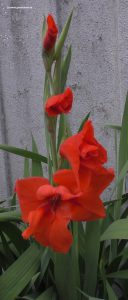 Blüte Gladiolen hellrot