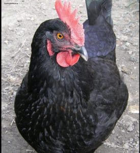 Huhn schwarz