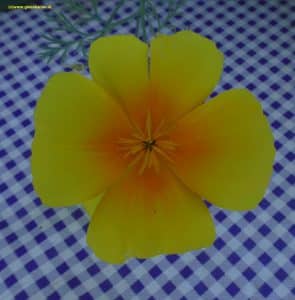 Blüte Kalifornischer Mohn Gelb