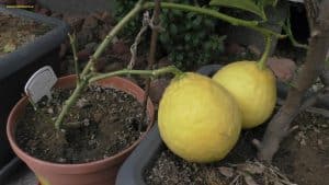 Citrus ponderosa reife Früchte April Folgejahr