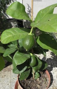 Citrus ponderosa mit Frucht im Juni