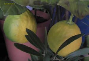 Citrus ponderosa Frucht im Dezember