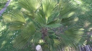 Trachycarpus wagnerianus von oben