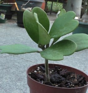 Hoya kerrii - Die Herzblattpflanze