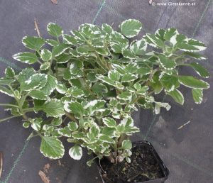 Plectranthus coleoides - Weihrauchpflanze