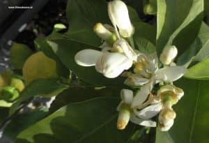 Bergamotte Blüte und Frucht im Mai