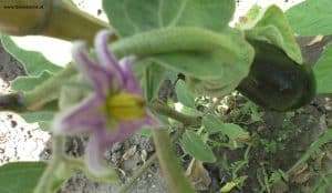 Blüte und Frucht Aubergine - Melanzani im Juli