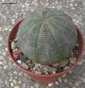 Euphorbia obesa seitlich