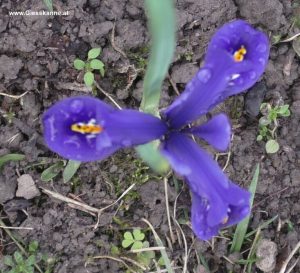 Iris violett