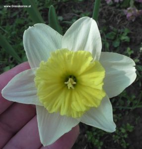 Narzisse - Blüte