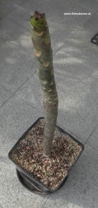 Plumeria aus Steckling nach dem Winter im Mai - blattlos