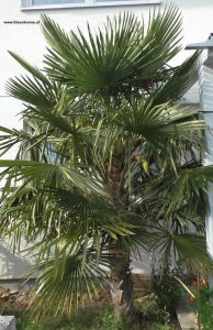 Trachycarpus fortunei mit Blüte 2023