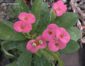 Euphorbia milii mit rosa Blüten