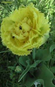 Tulpe gefranst, gelb im April