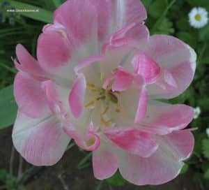 Tulpe weiß-rosa im April