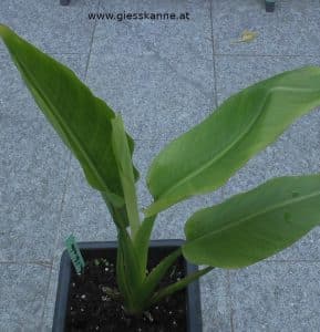 Baum der Reisenden - Jungpflanze Jahr 1