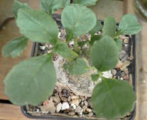 Dorstenia hildebrandtii