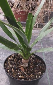 Dracaena draco - Kanarischer Drachenbaum - Jungpflanze