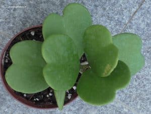 Hoya kerrii