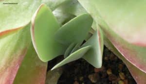 Kalanchoe luciae - Seitentrieb